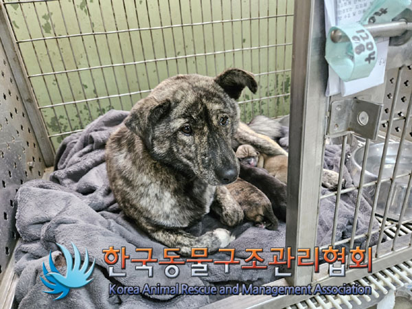종료(입양) 믹스견…